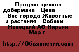 Продаю щенков добермана › Цена ­ 45 000 - Все города Животные и растения » Собаки   . Ненецкий АО,Нарьян-Мар г.